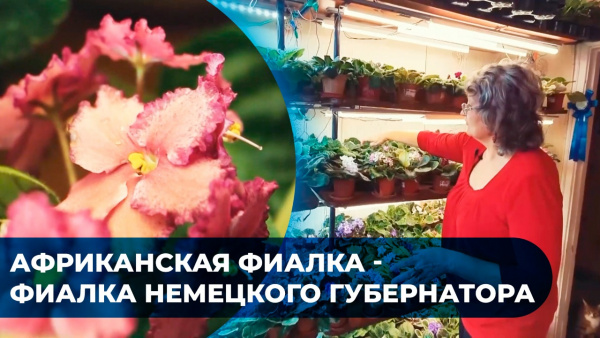 Африканская фиалка - фиалка немецкого губернатора. «Коллекции»