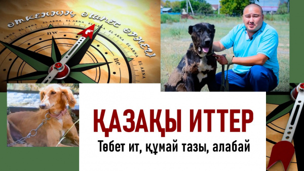 Қазақы иттер: Төбет ит, құмай тазы, алабай. «Өткеннің өшпес өрнегі»